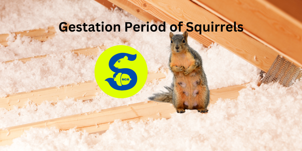 Gestation Period of Squirrels