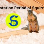 Gestation Period of Squirrels, Squirrel Control Services