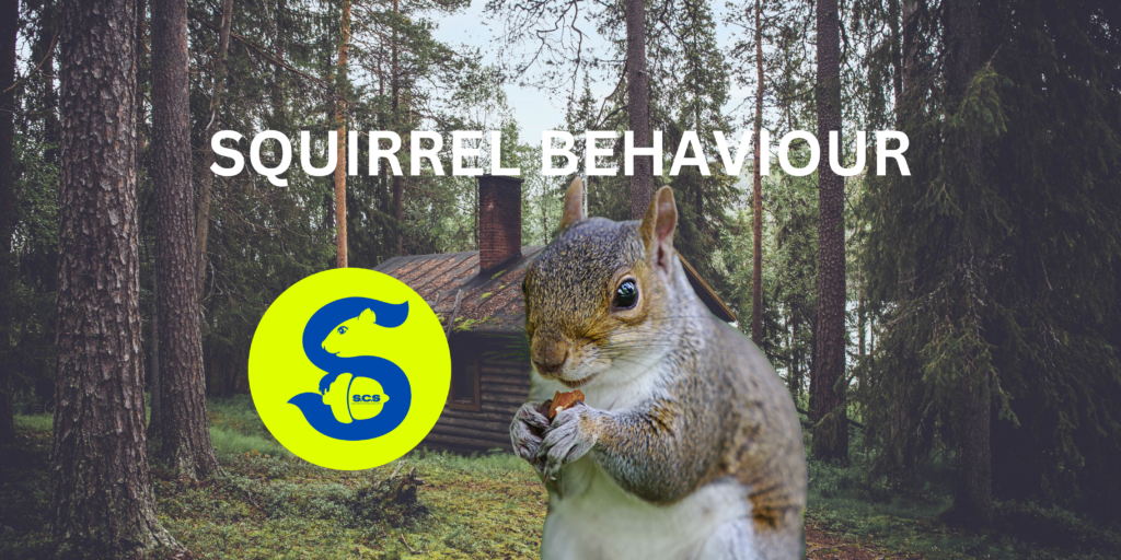 SQUIRREL BEHAVIOUR