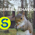 SQUIRREL BEHAVIOUR