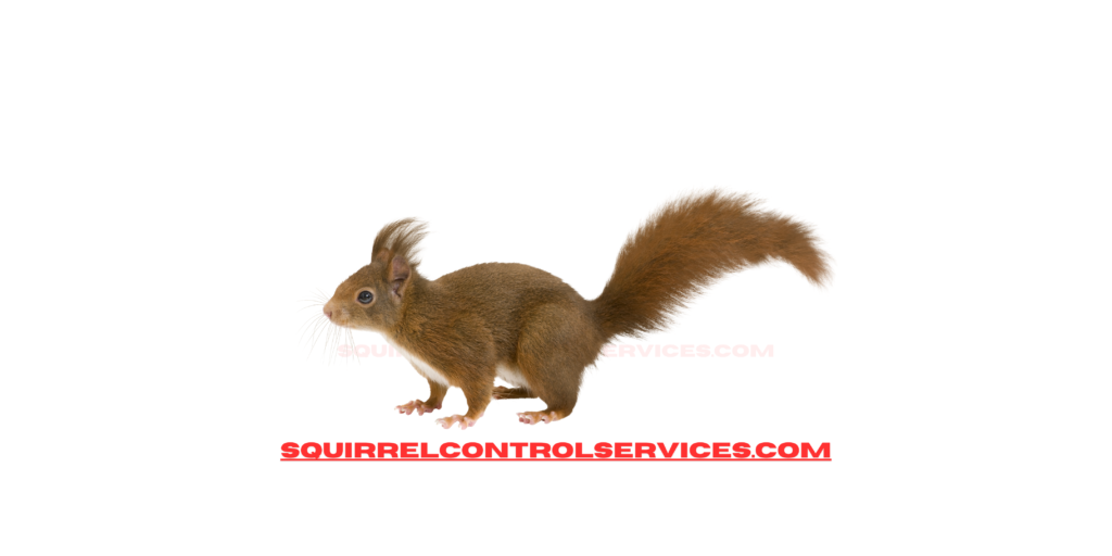 Toronto Squirrel Control Services, Squirrel Removal in the Greater Toronto Area