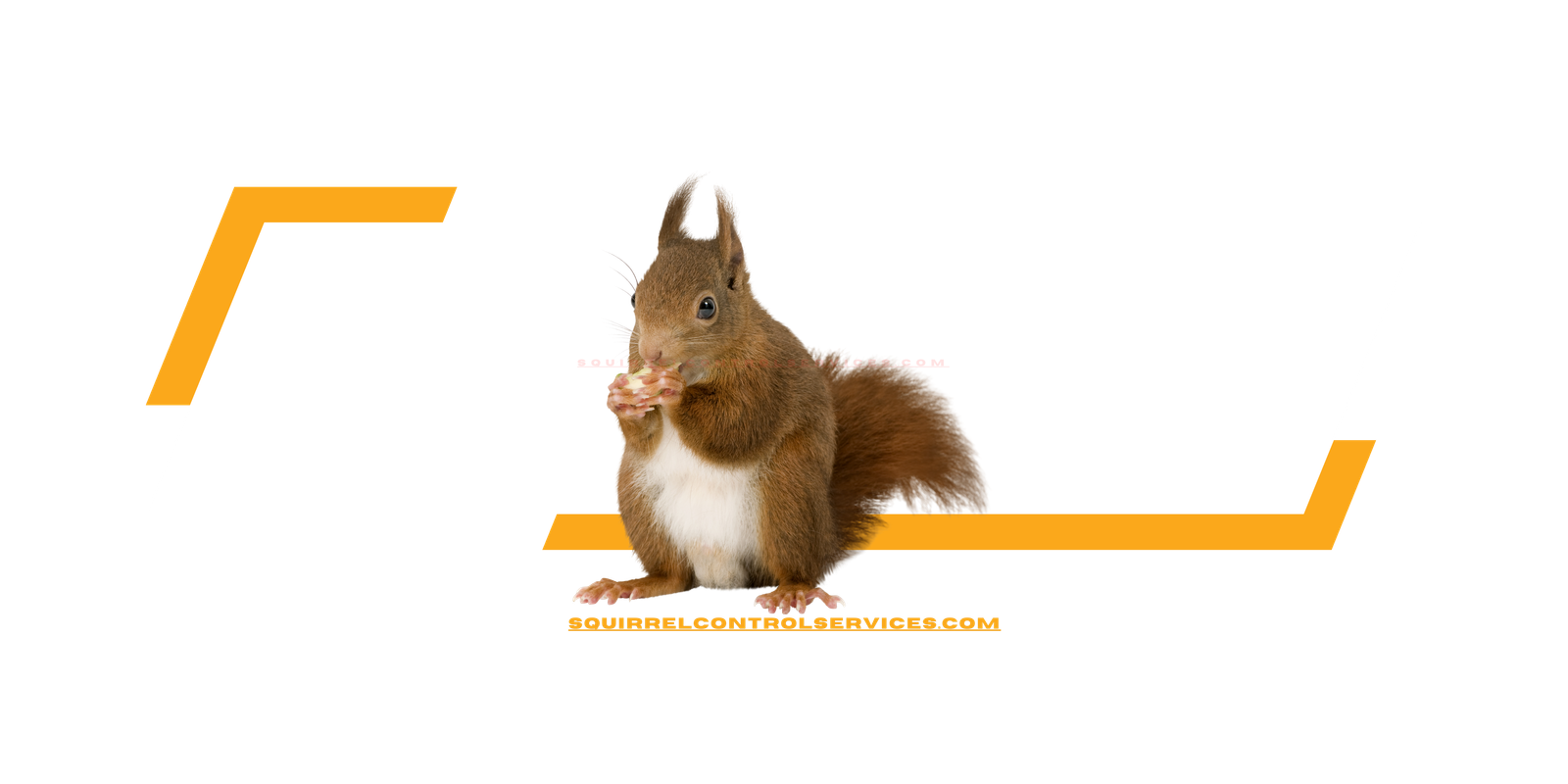 Squirrel Control Services, Squirrel Removal Services