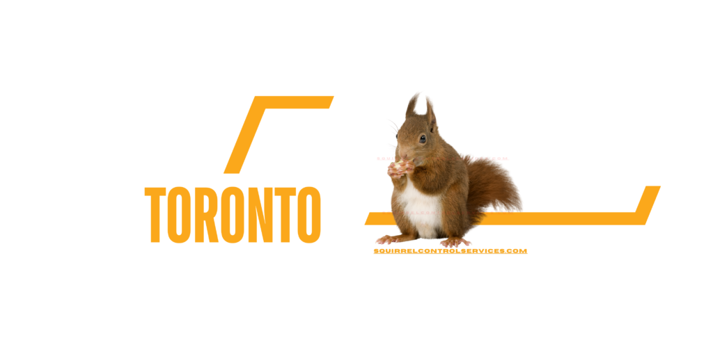 Squirrel Removal Toronto, Squirrel Removal Services