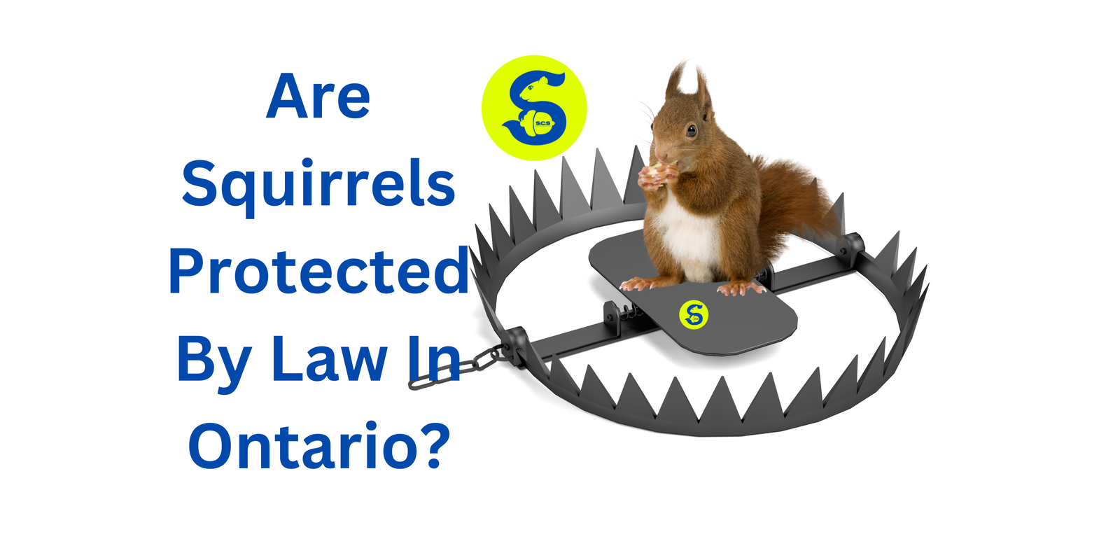 Are Squirrels Protected By Law In Ontario