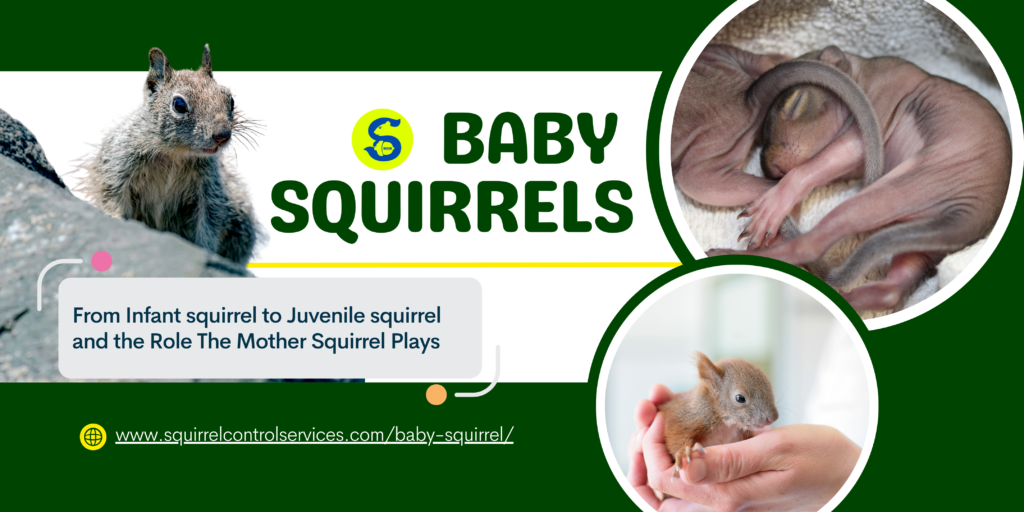 Baby Squirrel, Squirrel Control Services