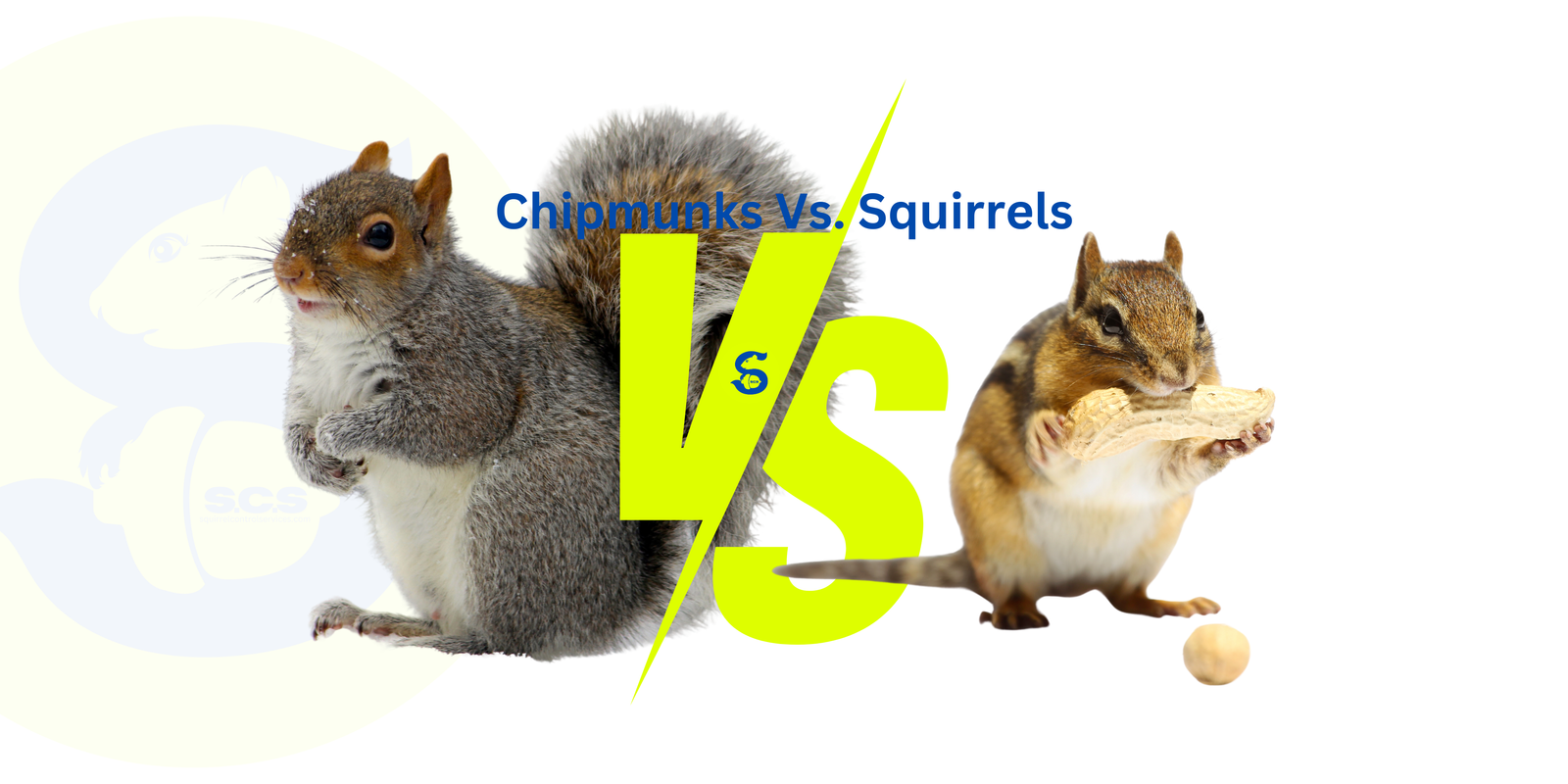 Chipmunks Vs. Squirrels