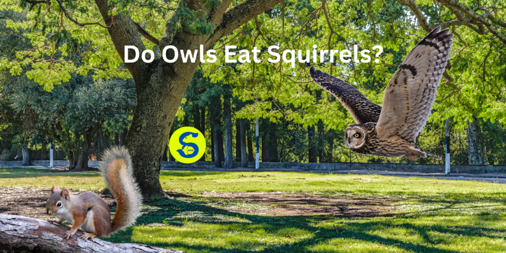 Do Owls Eat Squirrels?