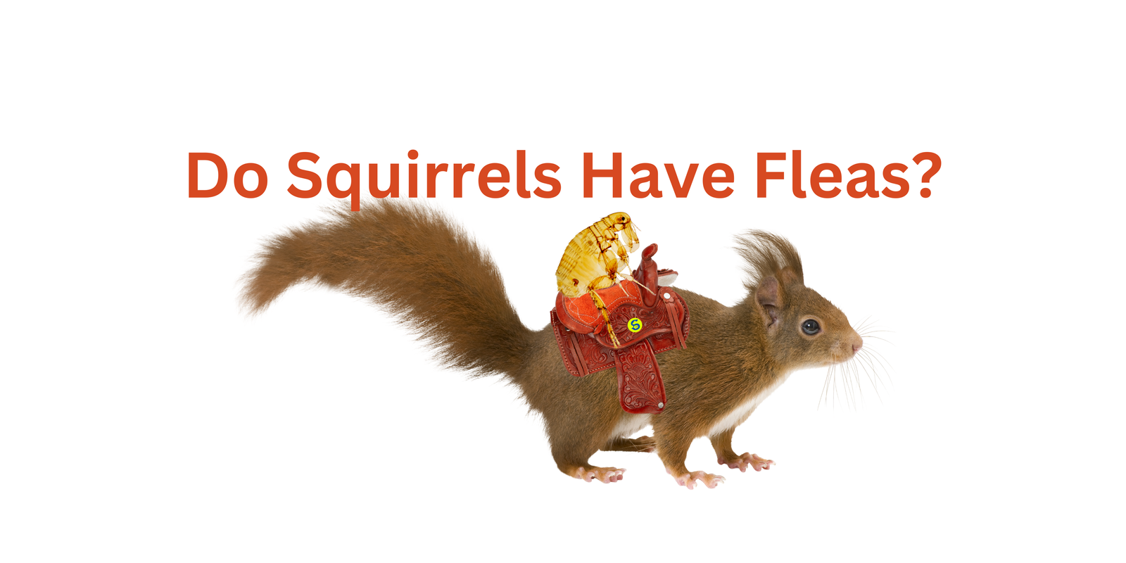 Do Squirrels Have Fleas?