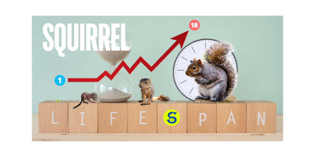 HOW LONG DO SQUIRRELS LIVE, SQUIRREL LIFESPAN