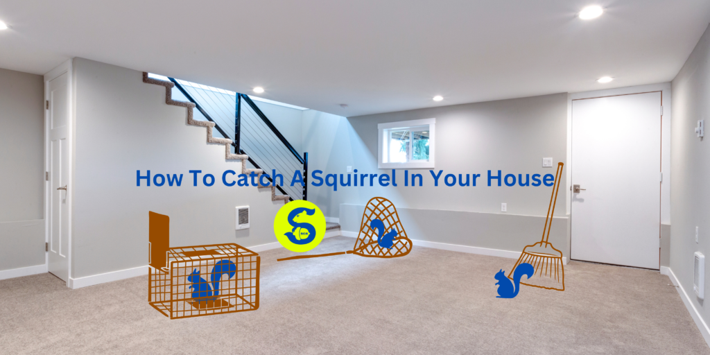 How To Catch A Squirrel In Your House