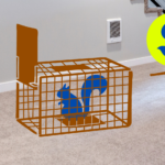 How To Catch A Squirrel In Your House