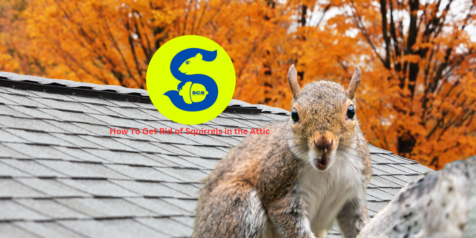 How To Get Rid of Squirrels in the Attic