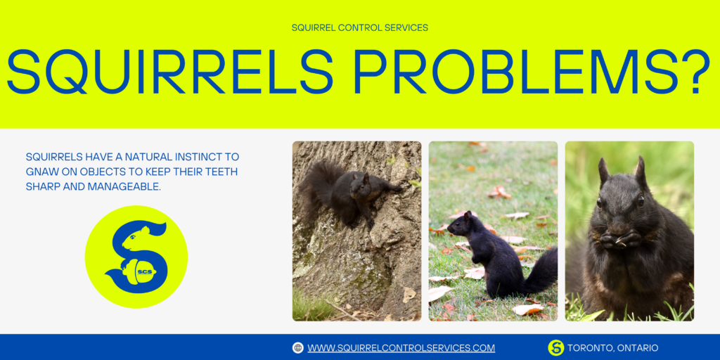 SQUIRREL PROBLEMS