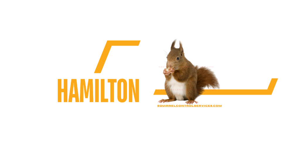 SQUIRREL REMOVAL HAMILTON