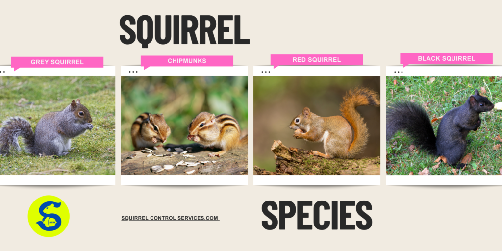 Squirrel Species Identification