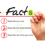 Squirrel Facts, Squirrel Control Services