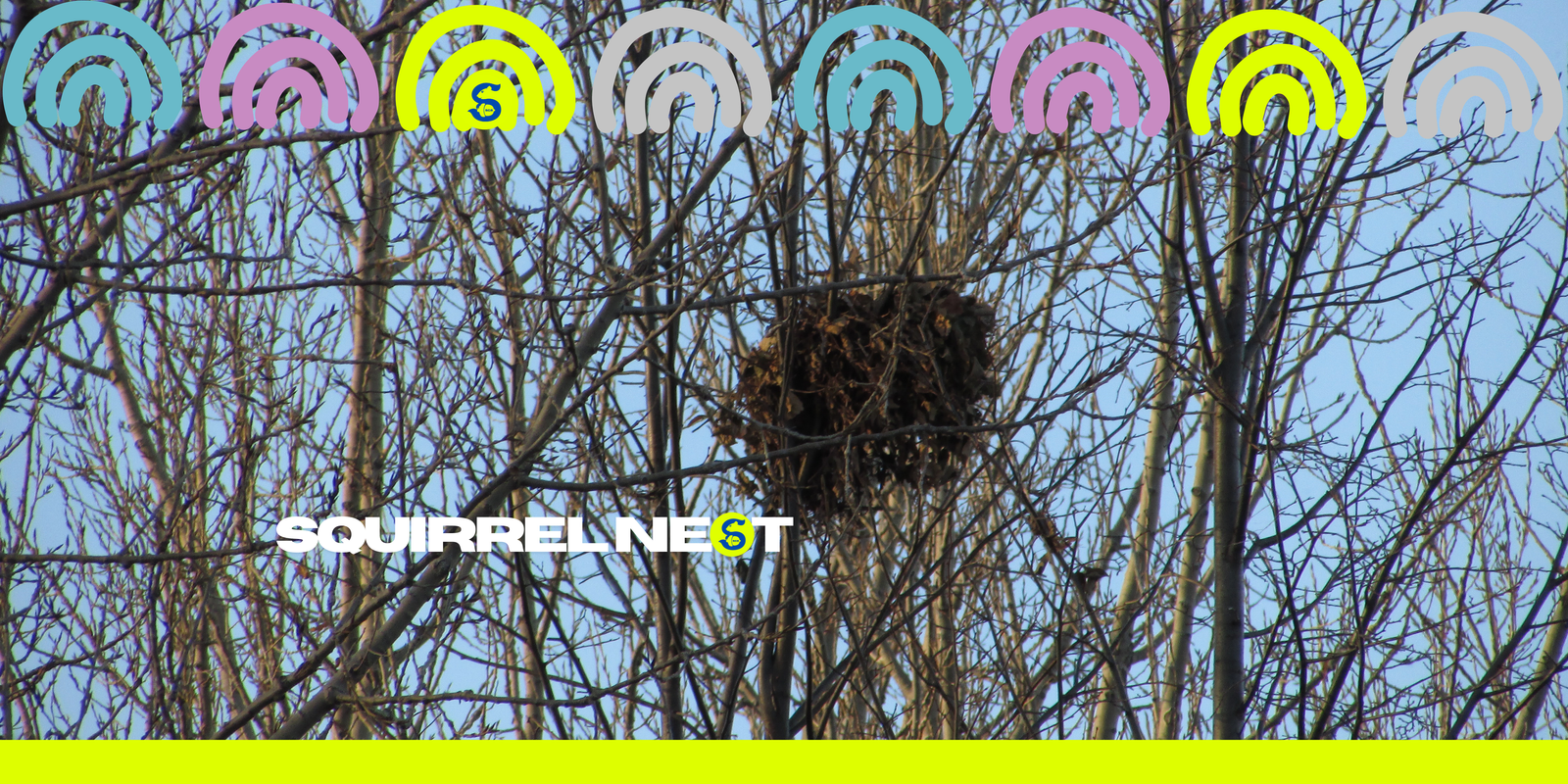 squirrel nest in tree