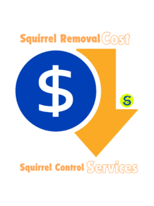 Squirrel Removal Cost Toronto