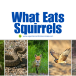 What Eats Squirrels in Ontario, Squirrel Predators, Predation pressure