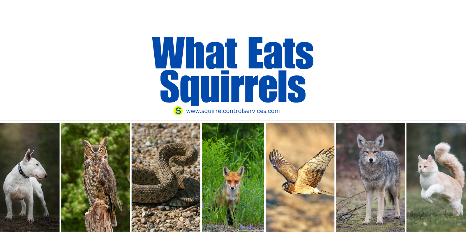 What Eats Squirrels in Ontario, Squirrel Predators, Predation pressure