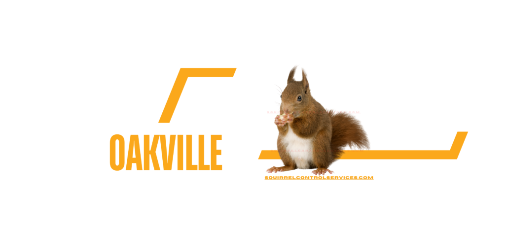 Squirrel Removal Oakville, Squirrel Control Services